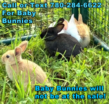 Baby Bunnies